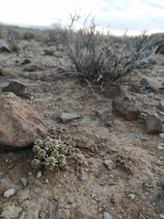 Euphorbia braunsii