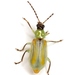 Diabrotica longicornis - Photo (c) Mike Quinn, Austin, TX, some rights reserved (CC BY-NC), uploaded by Mike Quinn, Austin, TX