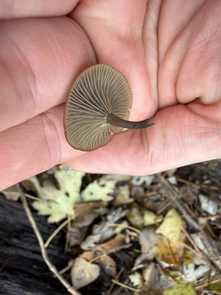 Arrhenia epichysium · November 2025 · photo: © tanner-lichens-shrooms (iNaturalist, cc-by)