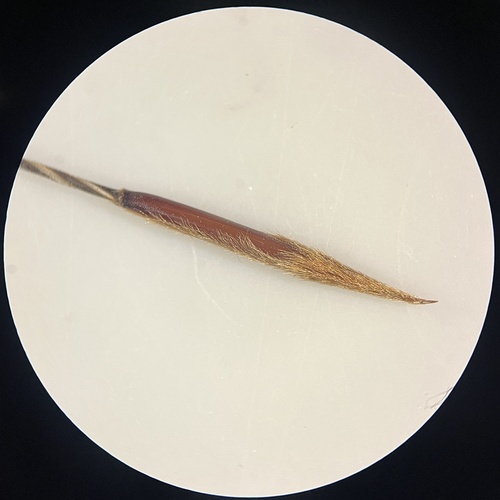 Western Porcupine Grass (Hesperostipa curtiseta)