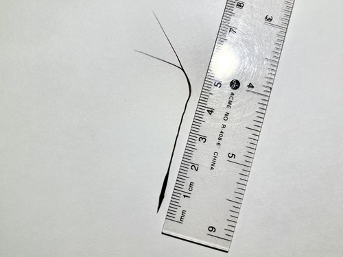 Hesperostipa curtiseta, photograph 4