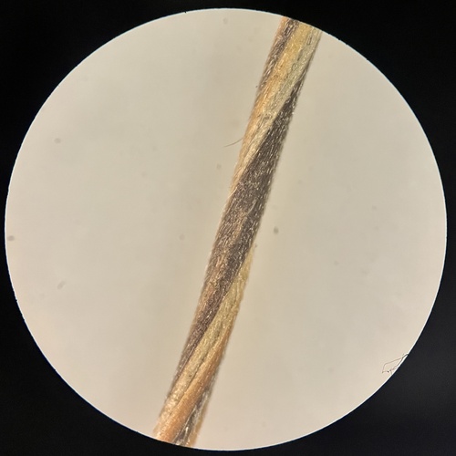 Hesperostipa curtiseta, photograph 5