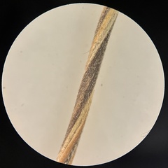 Hesperostipa curtiseta, photograph (c) Dustin Snider, some rights reserved (CC BY)