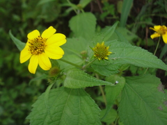 Melanthera latifolia