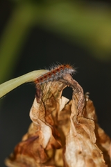 Thaumetopoea pityocampa