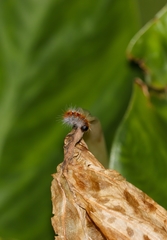 Thaumetopoea pityocampa