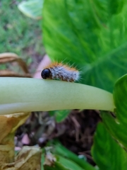 Thaumetopoea pityocampa