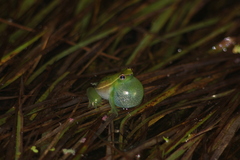 Sphaenorhynchus caramaschii