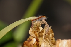 Thaumetopoea pityocampa
