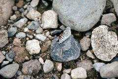 Diaethria neglecta