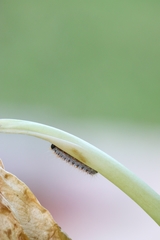 Thaumetopoea pityocampa