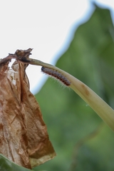 Thaumetopoea pityocampa