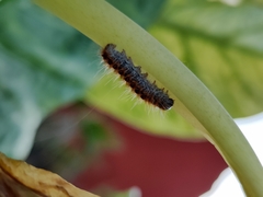 Thaumetopoea pityocampa