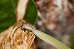 Thaumetopoea pityocampa