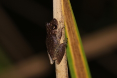 Scinax perereca
