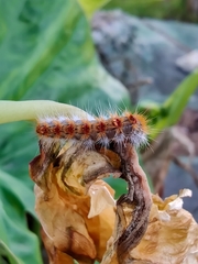 Thaumetopoea pityocampa
