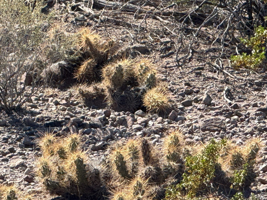 Grusonia emoryi; photograph (c) CK2AZ, some rights reserved (CC BY)
