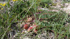 Astragalus utriger