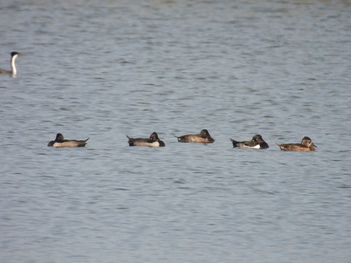 iNaturalist observation photo of Ring-necked Duck