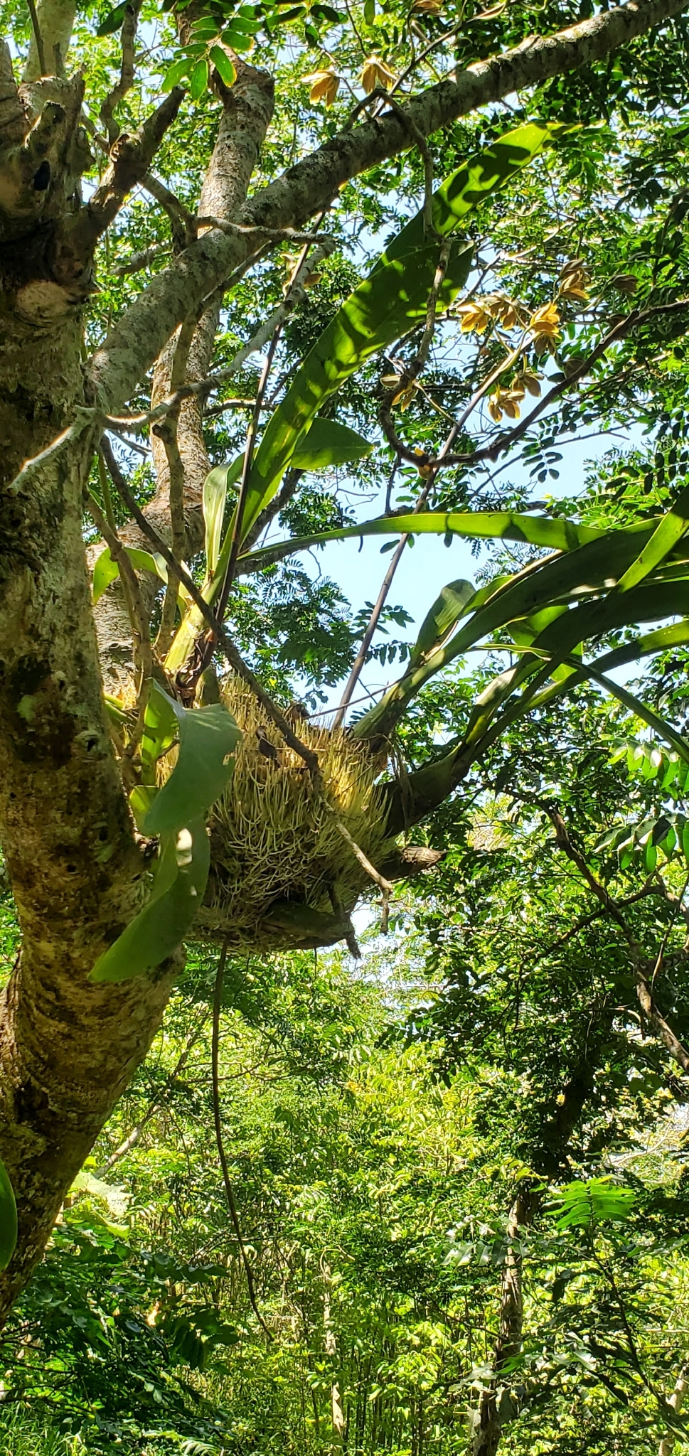 Grammatophyllum elegans
