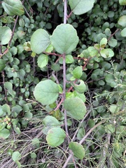 Ribes viburnifolium