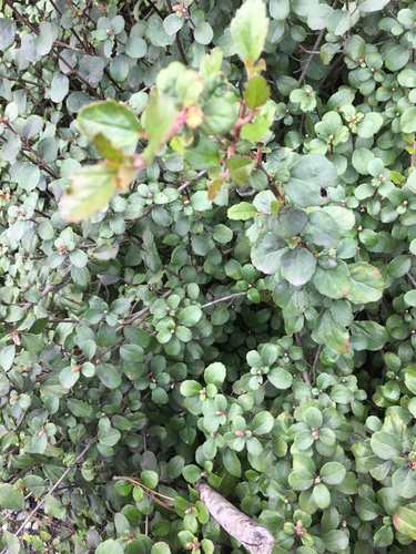 iNaturalist observation photo of flowering plants