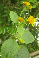 Tilesia baccata