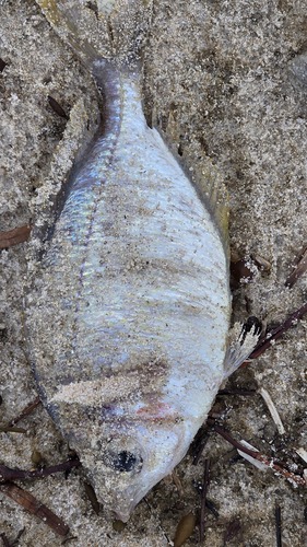 Lowfin (Parequula melbournensis) — Gerreidae