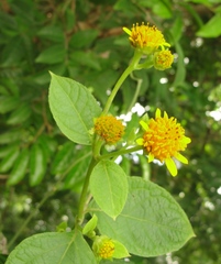 Tilesia baccata