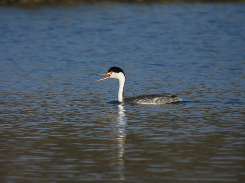 iNaturalist observation photo of Clark's Grebe
