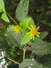 Tilesia baccata
