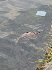 タカノハダイ