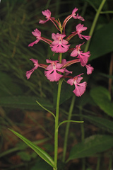 Platanthera grandiflora