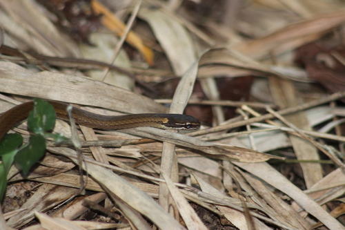 Taeniophallus bilineatus (Snakes of Rio de Janeiro State, Brazil ...