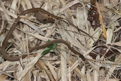 Dibernardia bilineata