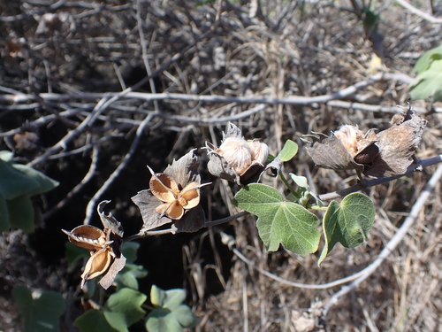 Gossypium tomentosum, photograph 5