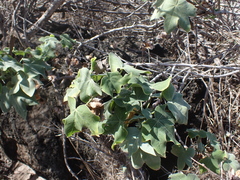 Gossypium tomentosum, photograph (c) Neal Kelso, some rights reserved (CC BY)