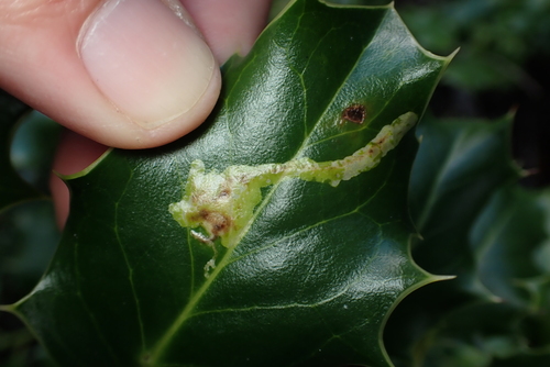 Unknown species found near Eastside, Tacoma, WA, USA