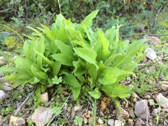 Cheirolophus sempervirens