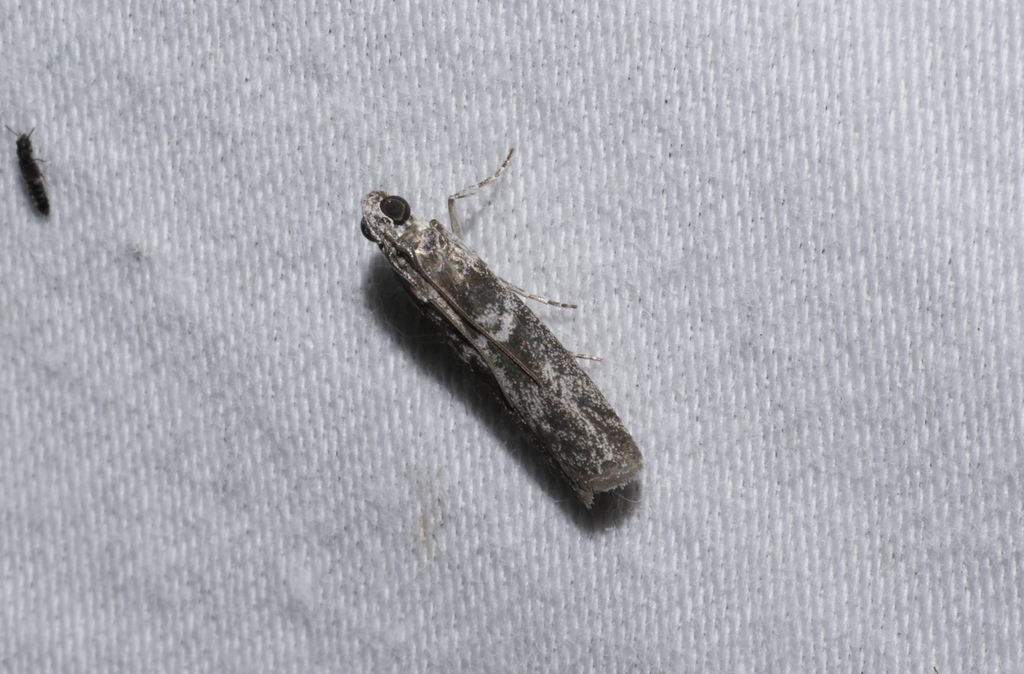 Assara cataxutha