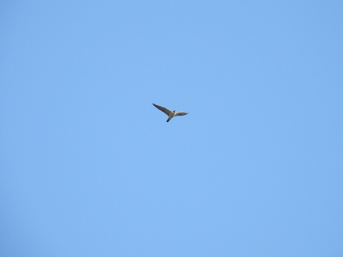 iNaturalist observation photo of Peregrine Falcon