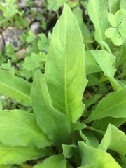 Cheirolophus sempervirens