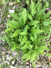 Cheirolophus sempervirens