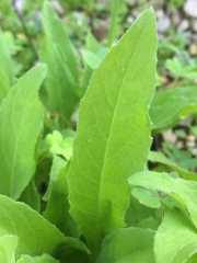 Cheirolophus sempervirens