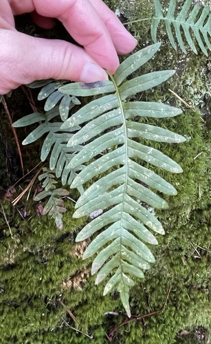 Appalachian rockcap fern
