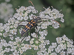 Leptura annularis