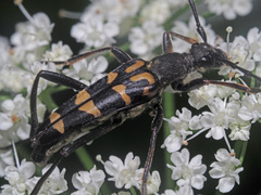 Leptura annularis