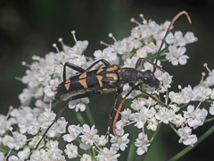Leptura annularis