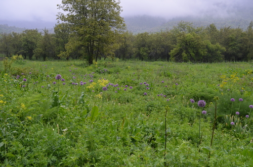 Ail d'Afghanistan