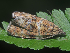 Phiaris micana